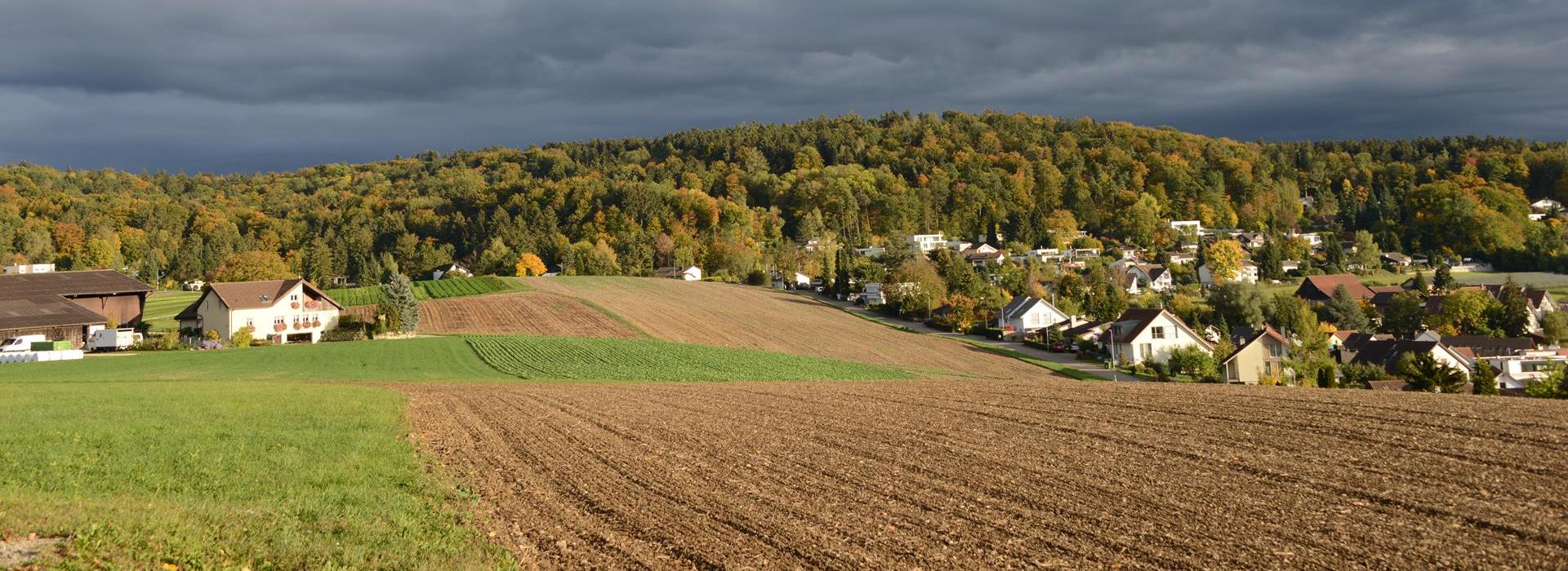 Landschaft mit Baum Blühend