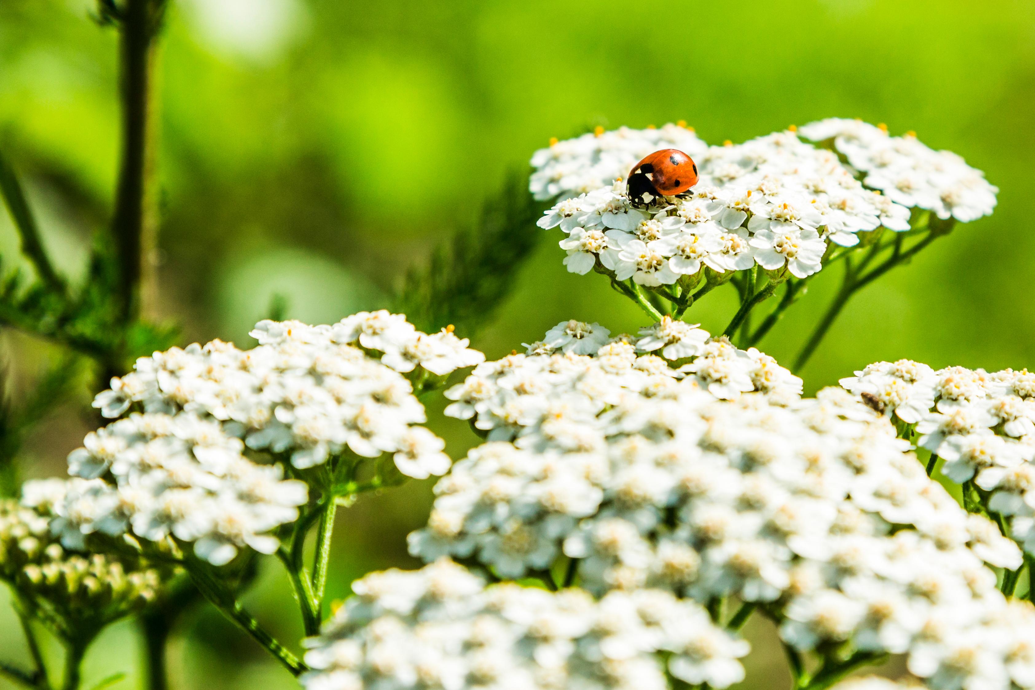 Chur Banner Foto
