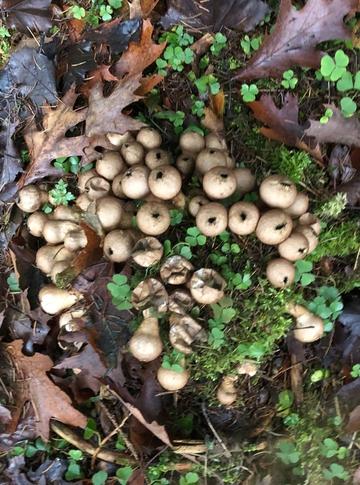 Pilze im nahegelegenen Hardwald näher kennenlernen. Bild: Hanna Schmid