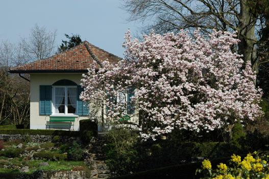 Magnolia x soulangiana

- Kreuzung M.denudata x M.liliiflora
- blüht April – Mai und wird 5 – 10 m hoch
- Besonderes: Leicht giftig. Gezüchtet 1820 von E. Soulange-Bodin bei Paris. Schnelle Verbreitung in den europäischen Gärten. Mehrere Sorten.
