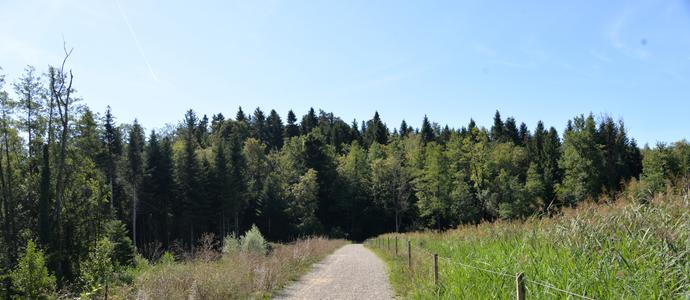 Wald