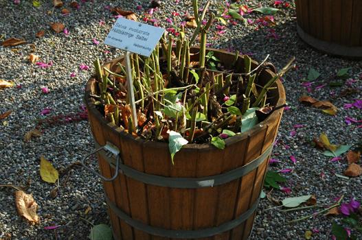 Die Salvia involucrata lässt sich recht einfach überwintern. Im Herbst wird sie ganz zurück geschnitten und an einem kühlen Ort (5°C) überwintert. Im Frühjahr wird sie umgetopft und angetrieben. Ähnlich einfach lassen sich S. uliginosa, S. janthia oder S.patens überwintern. Verholzende Salvien sind etwas schwieriger in der Überwinterung.