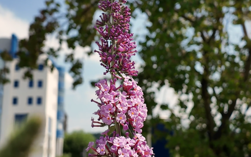 Sommerflieder