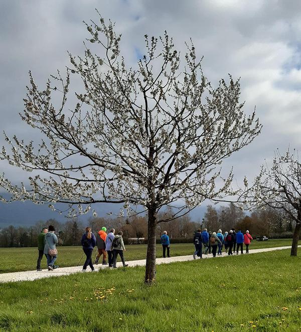 Zäme go laufe - ein Projekt, wo Freiwillige mit älteren Menschen spazieren gehen. Das Bild zeigt einen frühlingshaften Tag und eine Gruppe Wanderer im Hintergrund