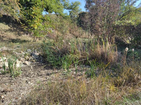 Aufgrund der Sommerhitze sind die beiden Weiher beim Obstgarten Hofmatt komplett trocken – ein Pflegeeinsatz drängt sich hier förmlich auf. Am Naturschutztag werden hier unter Leitung des Natur- und Vogelschutzvereins Rohrkolben, Binsen etc. entfernt. 