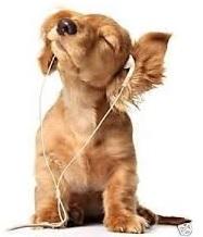 chien rigolo