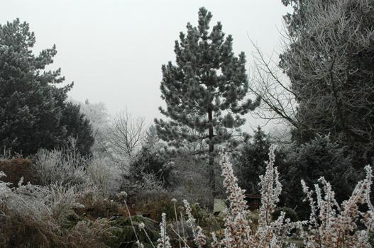 Pinus nigra austriaca

- Heimat: M- u. S-Europa, Westasien
- Besonderes: Der Sturm 1982 hat die grosse Schwarz-Kiefer umgerissen. Neben dem Wurzelstock ist ca. 1989 diese junge Schwarzkiefer gekeimt.
