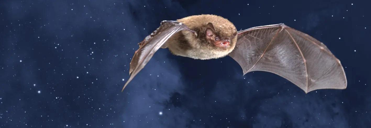 Collage mit Wasserfledermaus
