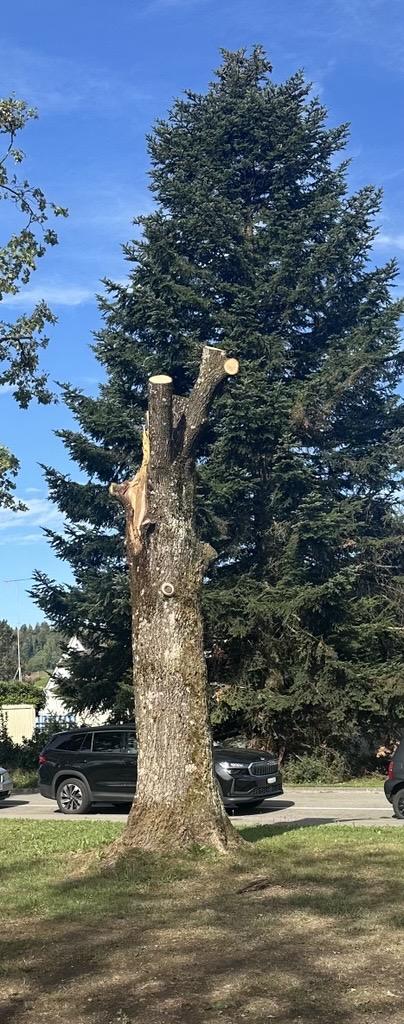 Baum beim Friedhofparkplatz