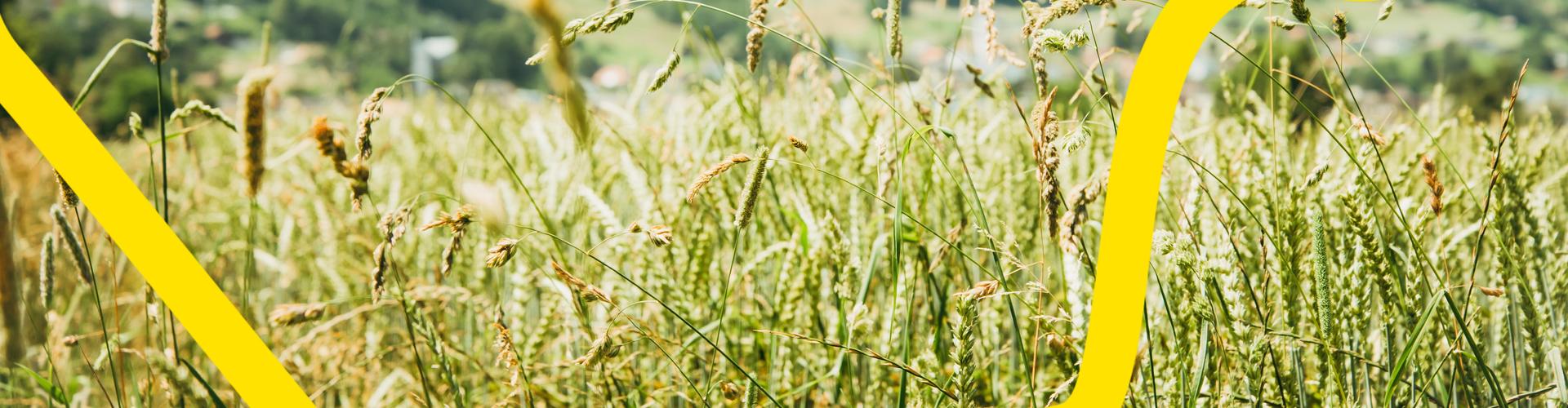 Gras