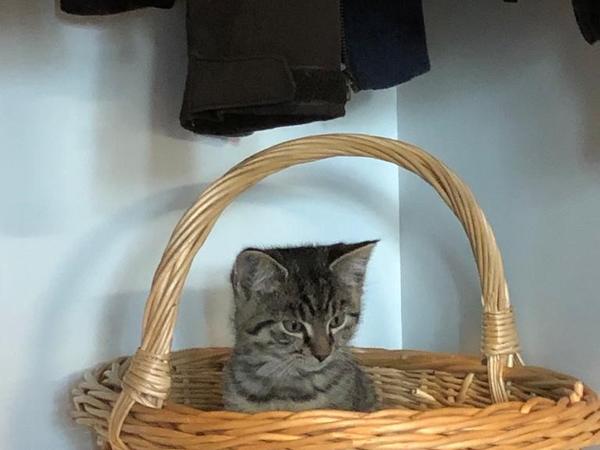 Katze im Korb