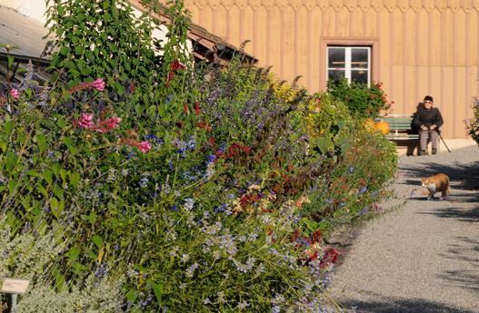 Von Mitte Mai bis zum ersten Frost findet sich vor dem Treibhaus eine Sammlung verschiedenster, nichtwinterharter Ziersalvien.