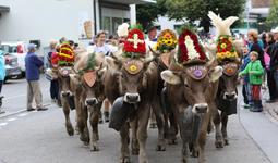 Alpabfahrten