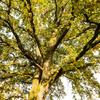 Frühling6