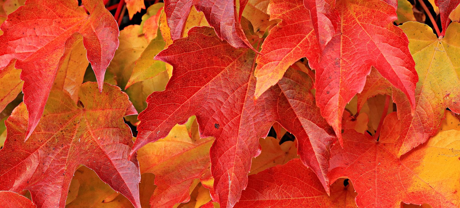 Herbst
