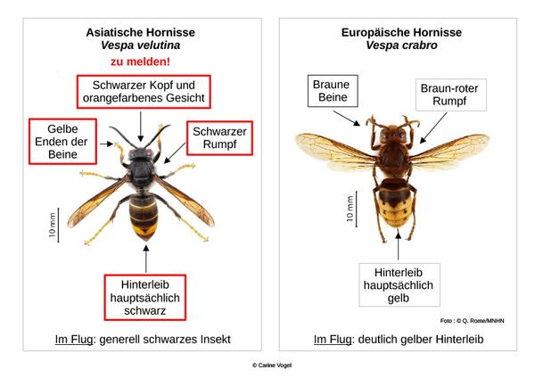 Die Asiatische Hornisse kann mit der Europäischen Hornisse verwechselt werden.