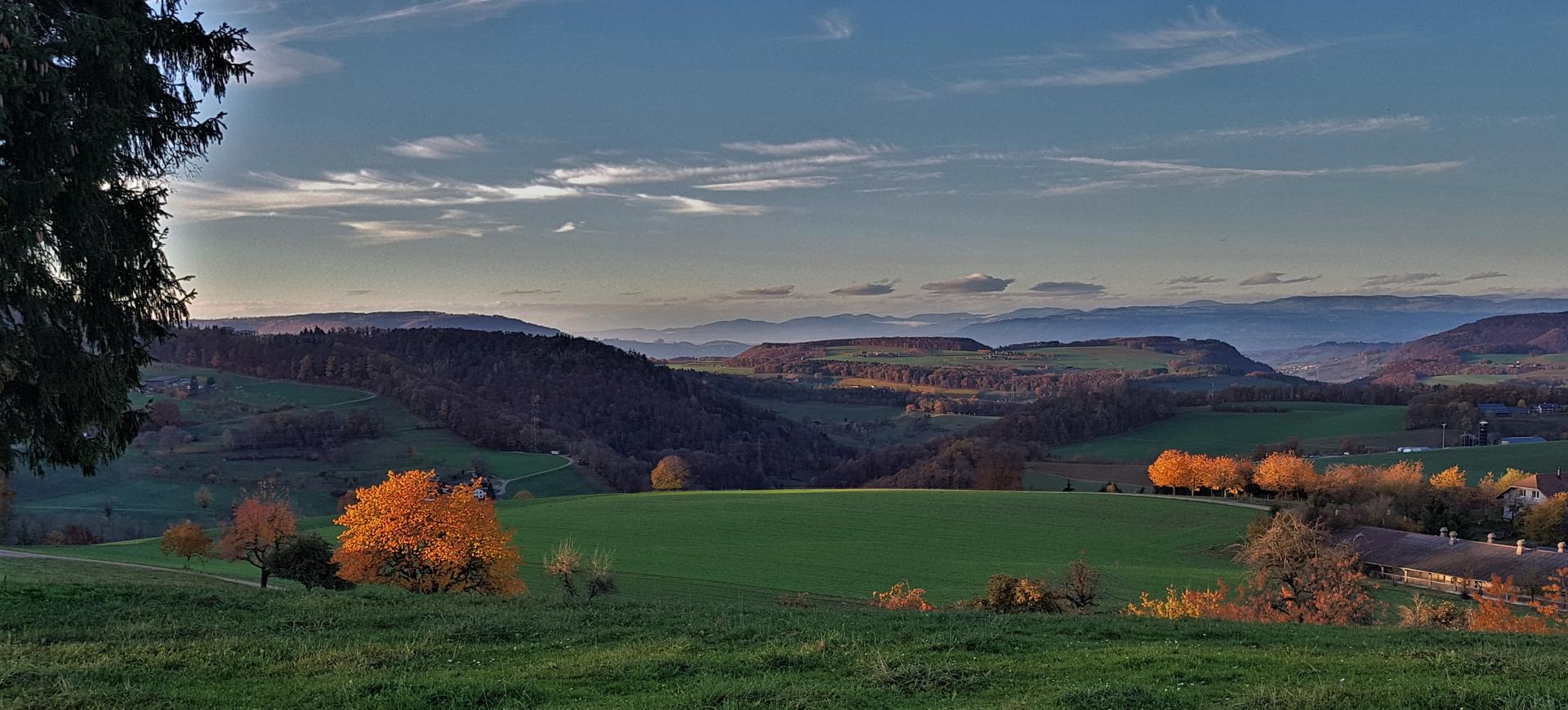 Blühender Baum