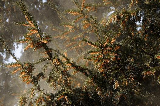 Als Windbestäuber produzieren die männlichen Blüten der Eibe grosse Mengen an Pollen und verstäuben sie im Februar und März. Sie gehören zu den Mitverursachern der Frühblüherallergie (Früjahrsheuschnupfen).
