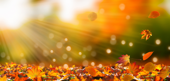 Feuilles qui tombent