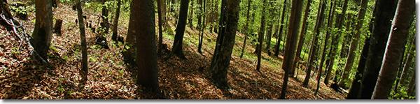 Wald