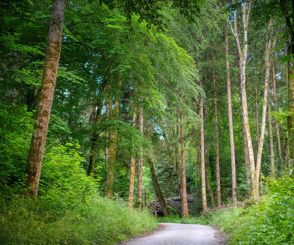 Wald
