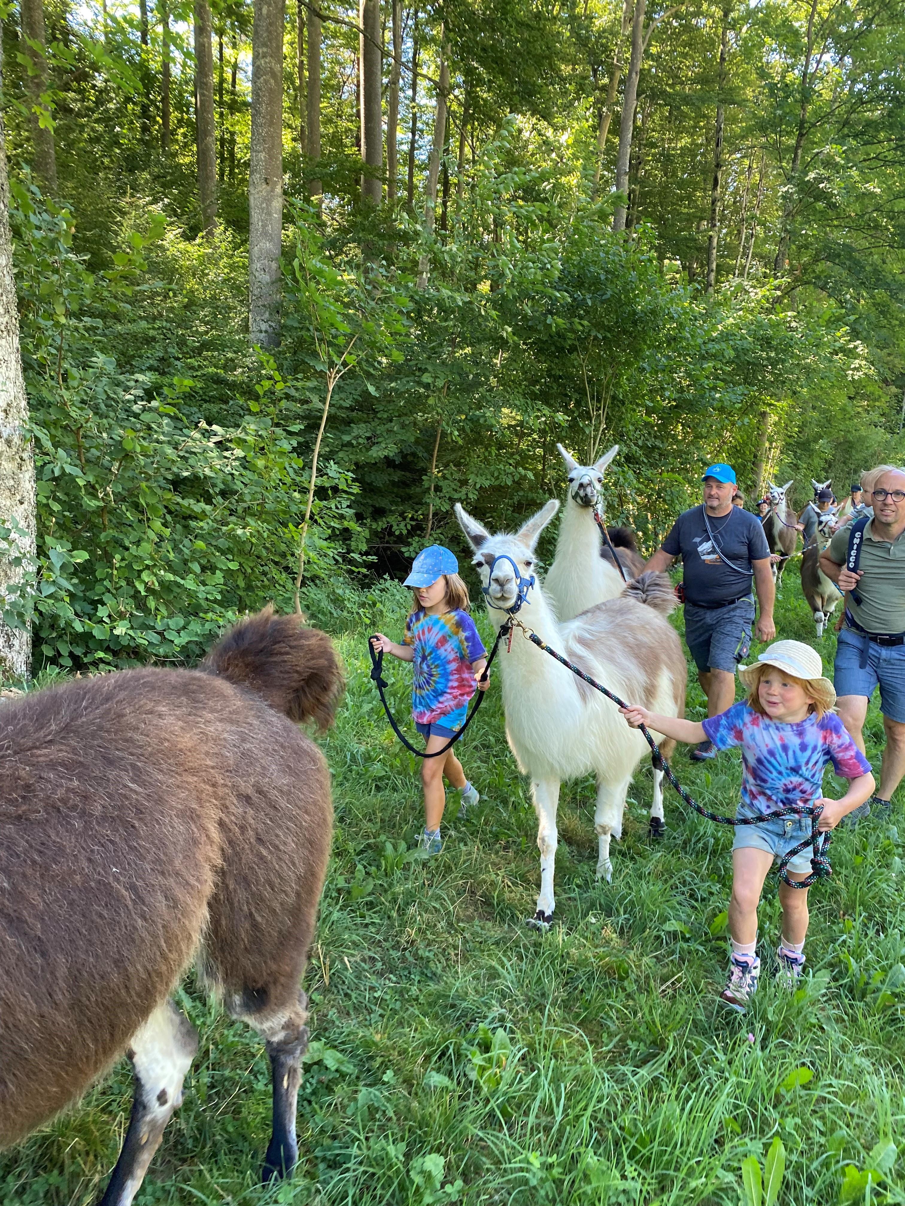 Lamatrekking