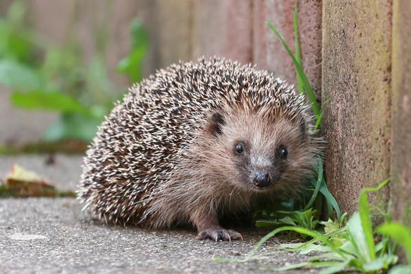 Igel
