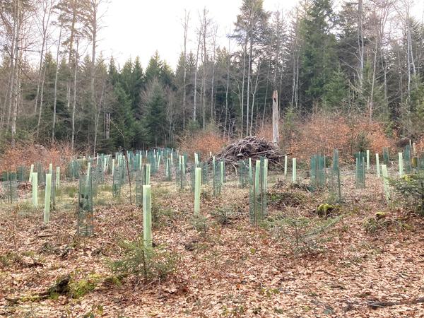 Travail forestier