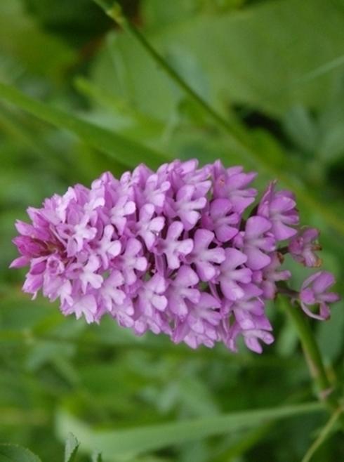 Spitzorchis