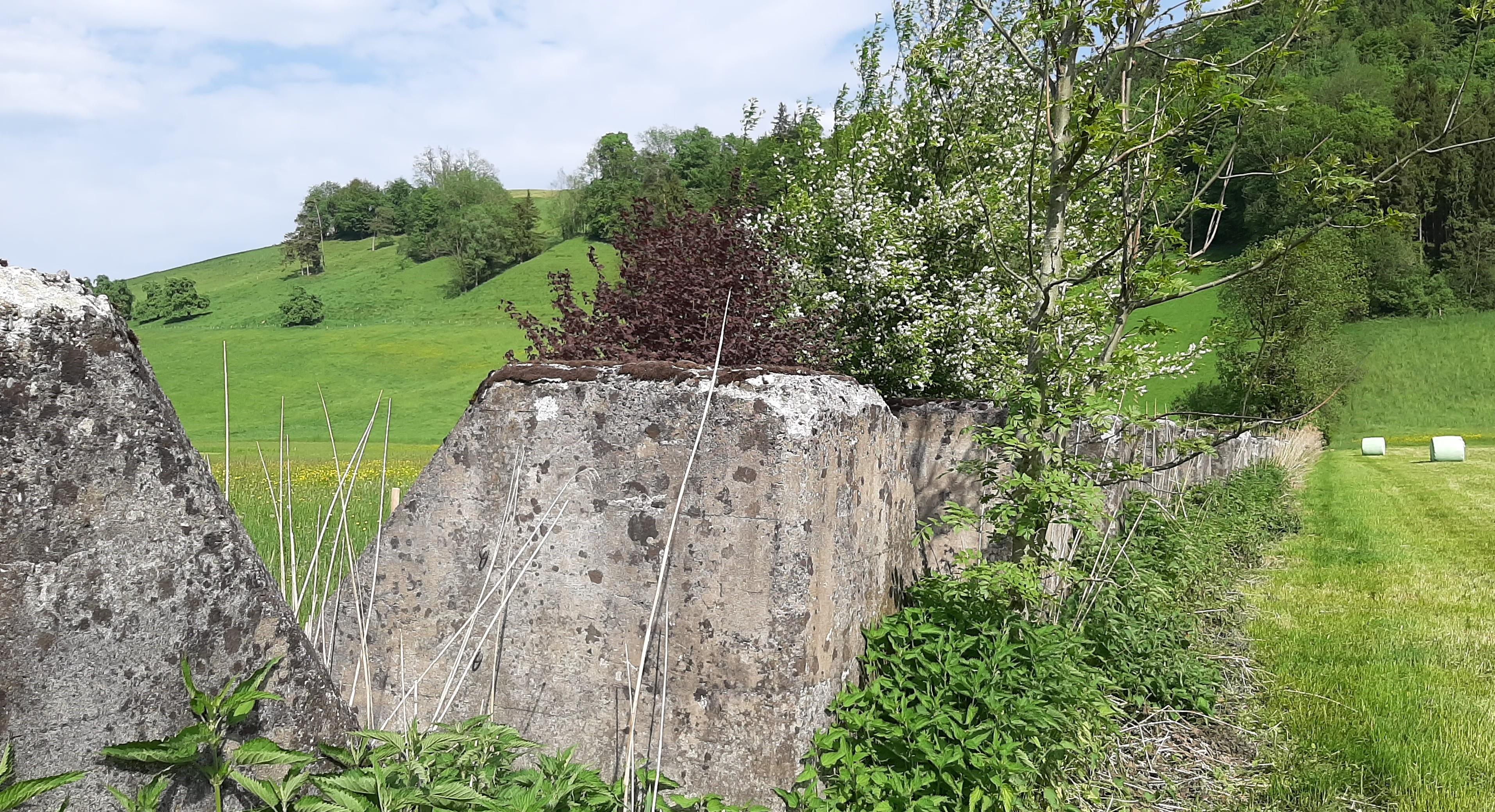 In den Büschen rund um die Betonklötze befinden sich heute wichtige Lebensräume für Amphibien