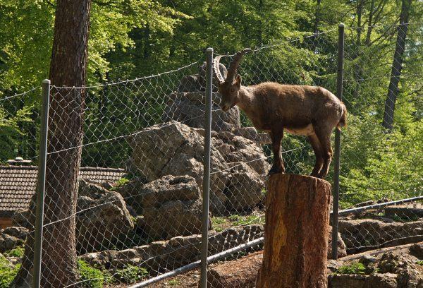Wildpark