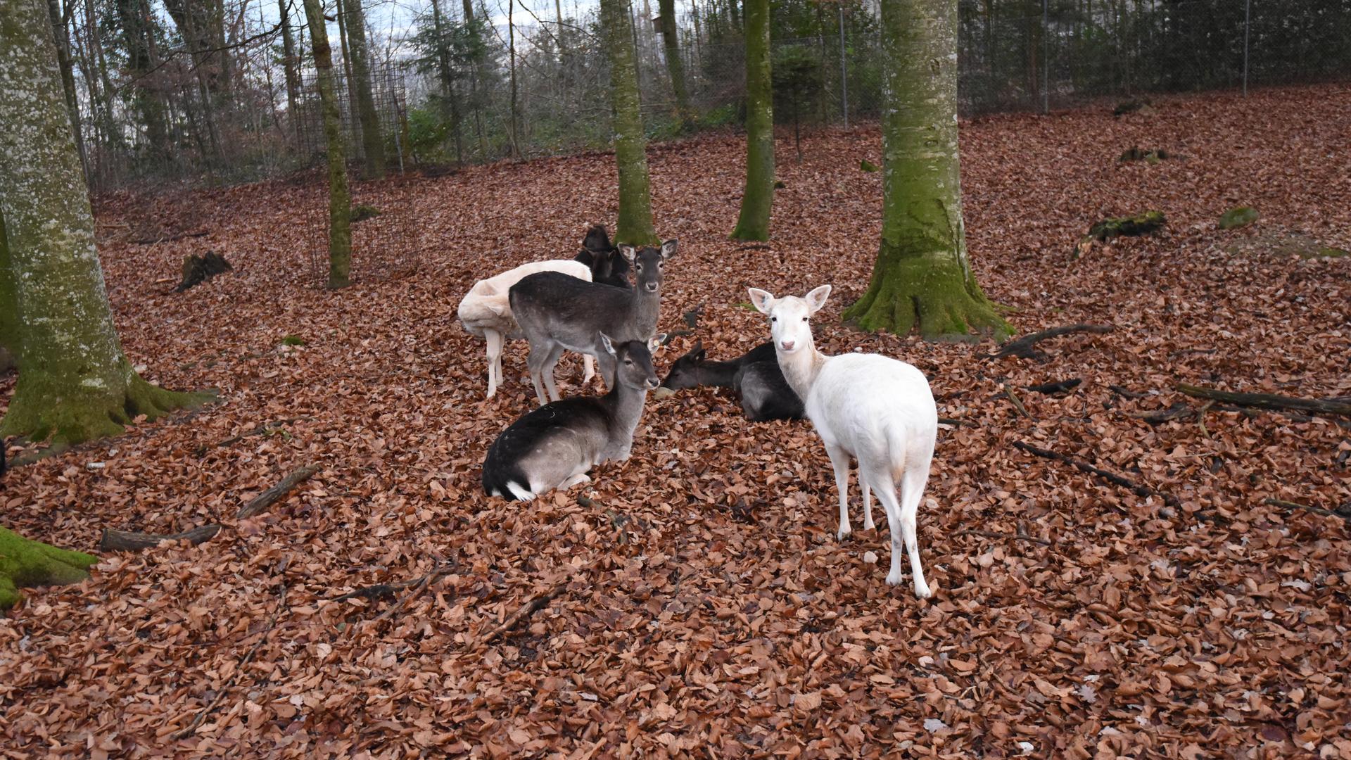 Hirschpark