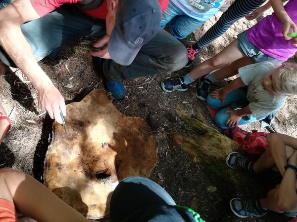mit dem Förster unterwegs im Wald