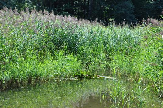 Schilf am Waldweiher nimmt überhand. Durch regelmässiges Mähen wird es leicht reduziert, damit der Schiffsteg freibleibt. 