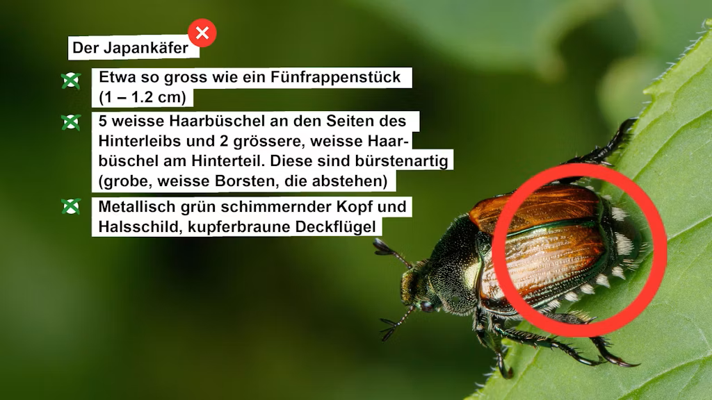 Erkennungsmerkmale Japankäfer
