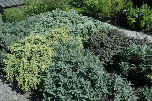 Es ist beeindruckend, wie gross die Vielfalt der Küchenkräuter ist. Allein schon beim Gartensalbei gibt es viele verschiedene Sorten zu entdecken.