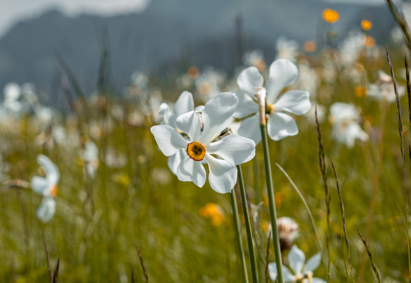 Sentier des narcisses