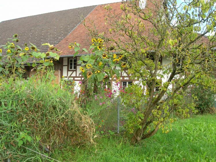 Riegelhaus mit Sonnenblumen
