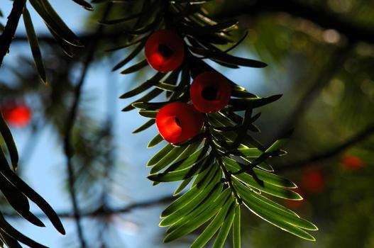 Taxus baccata

- Heimat: Europa, NW-Afrika, Kleinasien
- Blüht Februar – März: Zweihäusig. Wird bis 15 m hoch
- Besonderes: Ganze Pflanze sehr giftig, ausser Samenmantel. Wird bis 1000 Jahre alt. Früher für Armbrust und Pfeilbogen benützt.
