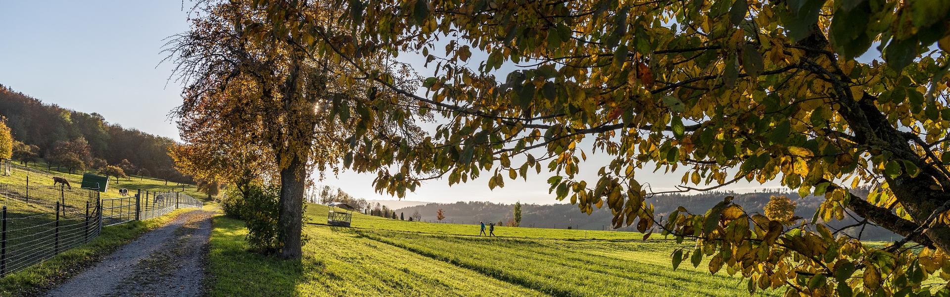 Herbstliche Bäume und Feldweg