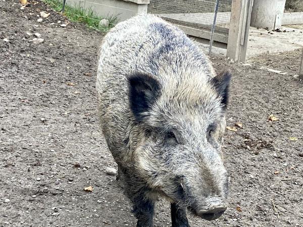 Schwein