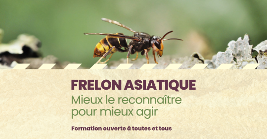 FRELON ASIATIQUE - Mieux le reconnaître pour mieux agir