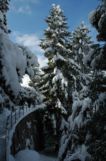 Picea abies

- Heimat: N-, M-, SO-Europa
- blüht im Mai und wird bis 50 m hoch
- Besonderes: Wird max. 600 Jahre alt. Höchster heimischer Baum. Stark gefördert durch Forstwirtschaft. Vielseitig verwendbares Holz.
