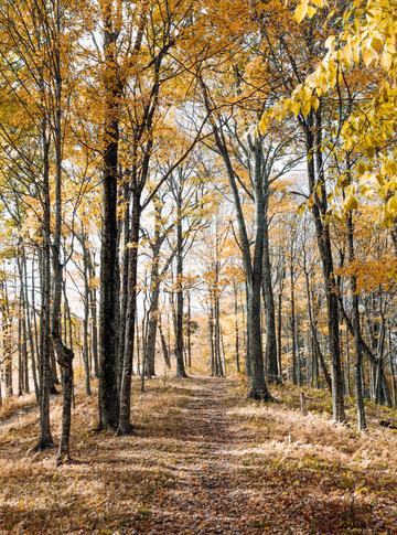 Der Wald bietet viele Schätze. Bild: Andrew Neel