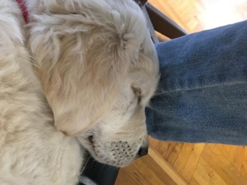 Schulhund Cody