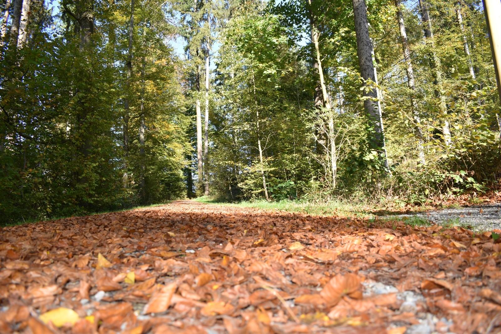 Herbstblätter im Wald