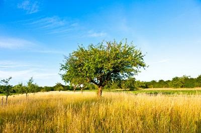 Gemeinde Pratteln Natur Pflanze Speierling Biodiversitä