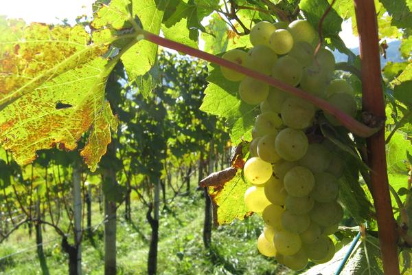 Reben und Wein