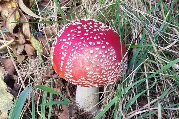 Pilz