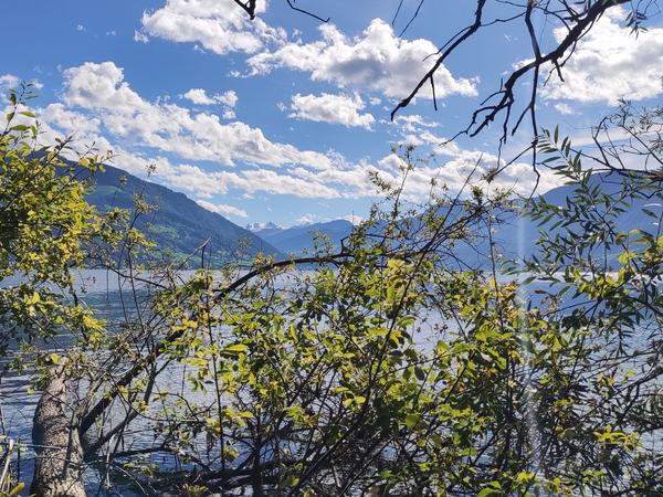 Blick durch umgefallenen Baum auf den Zugersee